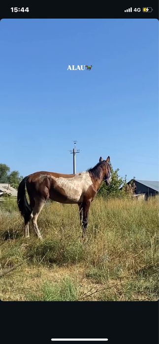 Продам Лошадь,жылкы