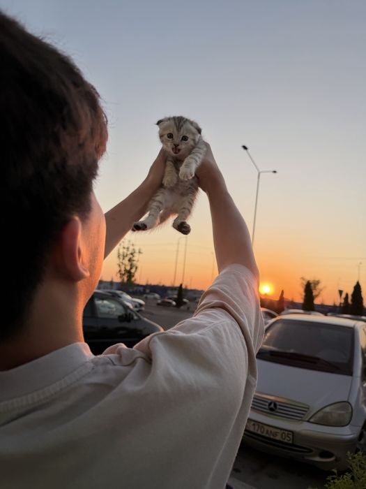 Продам котенка вислоухая. Девочка