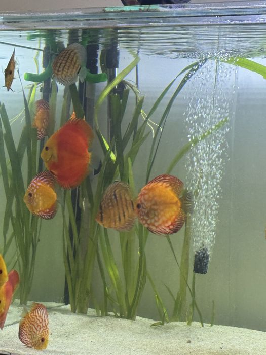 Pesti Discus acvariu