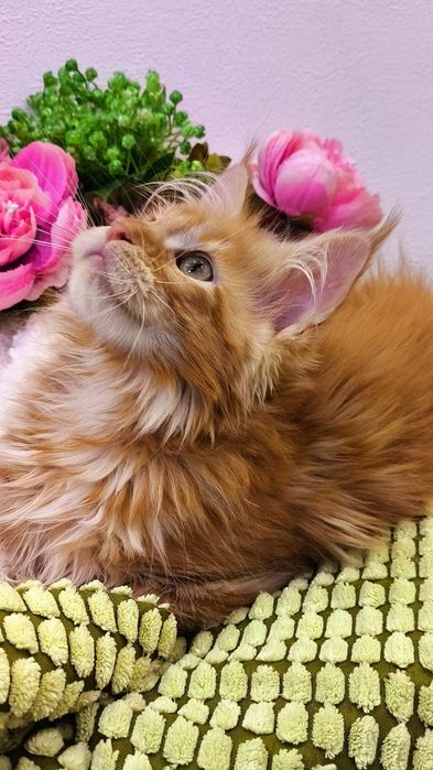 ОГНЕННЫЕ !! Мейн - Кун котята