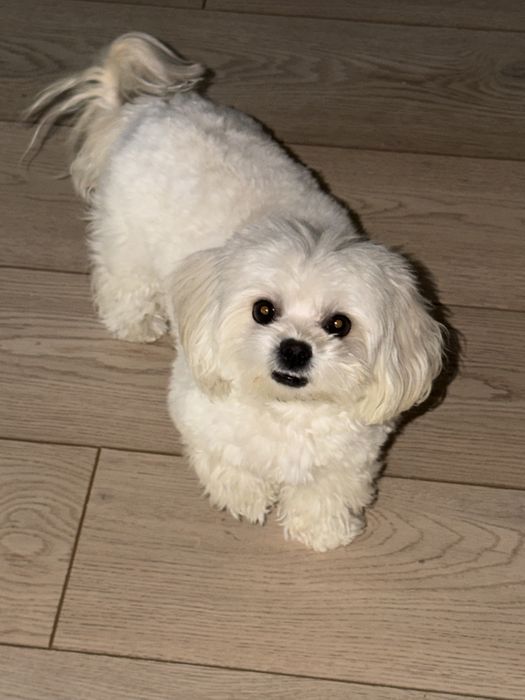 Собачка породы мальтипу