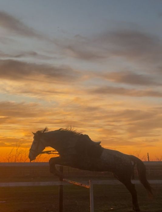 Iapa în vârstă de 7 ani