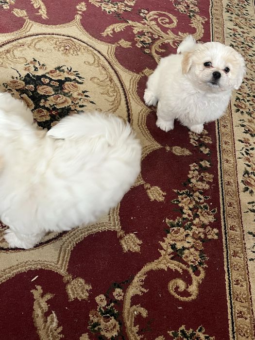 Bichon maltez femela si mascul