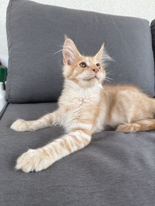 Pui de pisica rasa Maine Coon