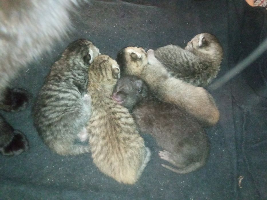 Отдам прекрасных котят)