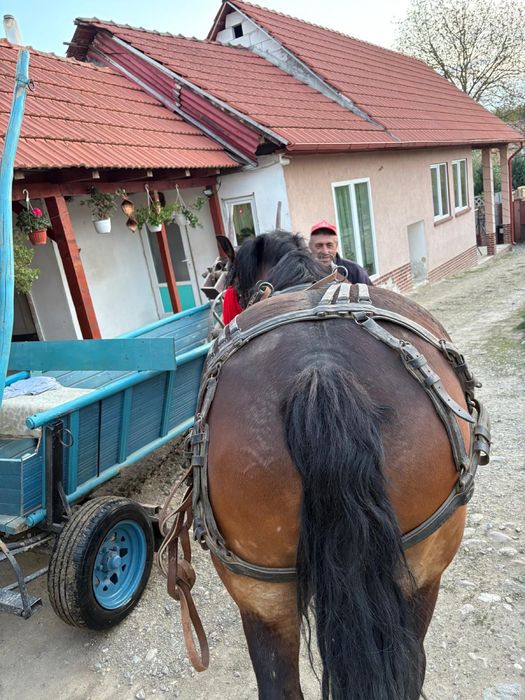 Vand Iapa semi grea (Gestanta )