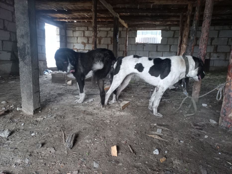 Тобет кушик еркек.