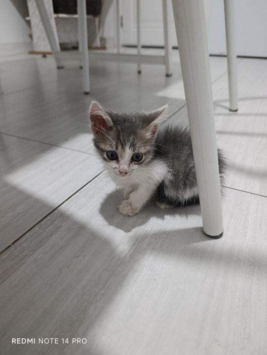Котенок в добрые руки