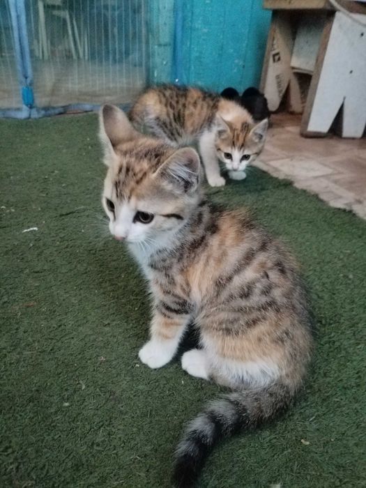 Срочно  Отдам котят
