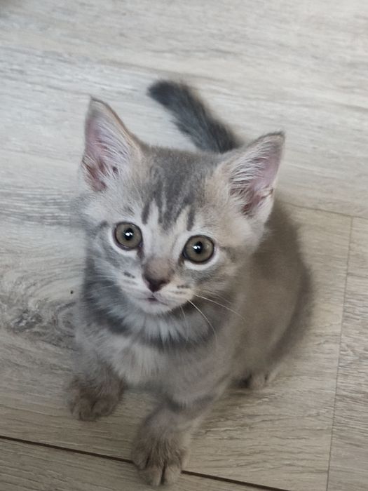 Продам домашнего котика 2 месяца