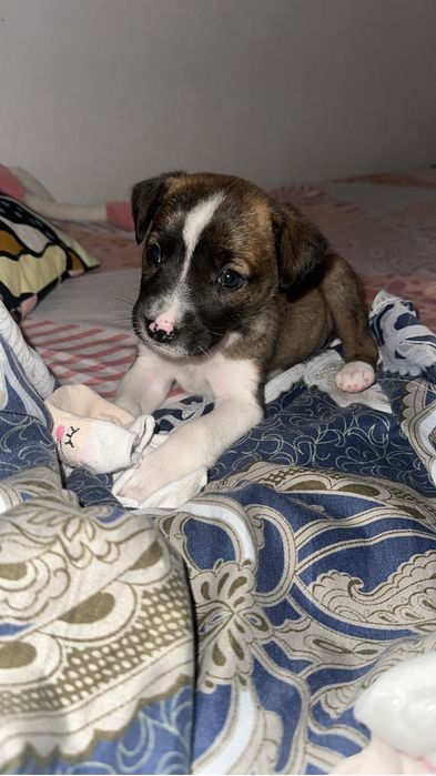catelus spre adoptie