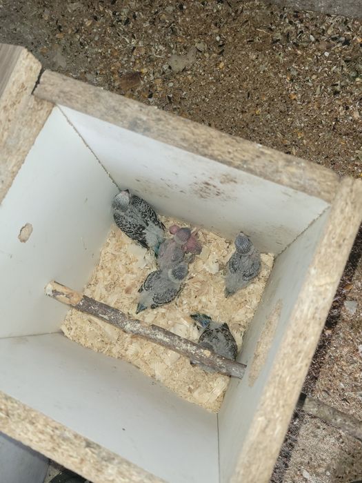 Papagali peruși diferite culori