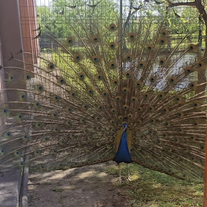 VÂND PĂUNI , în pereche