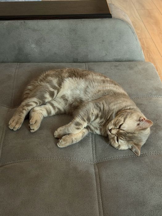 Отдает шотладского котенка