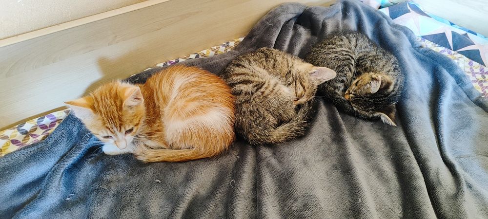 Подарявам 3 Котета