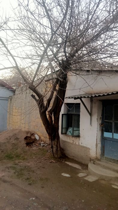 Дерево продается