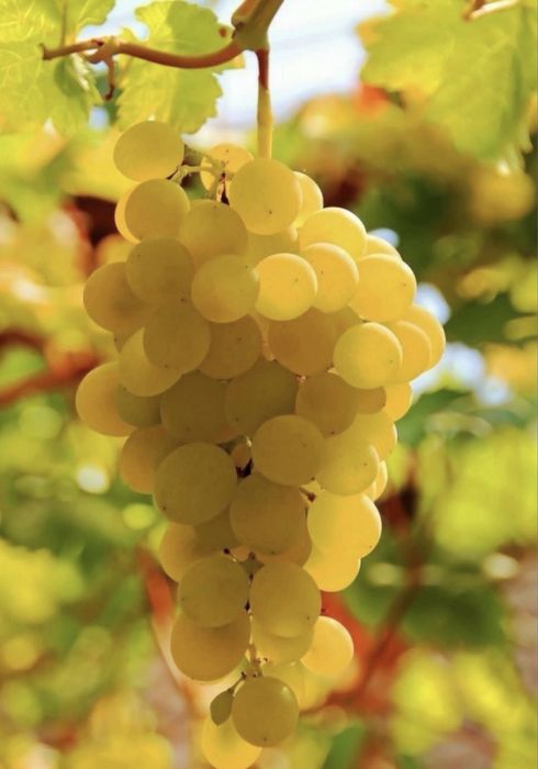Vand struguri de vin BUCURESTI ILFOV  URZICENI