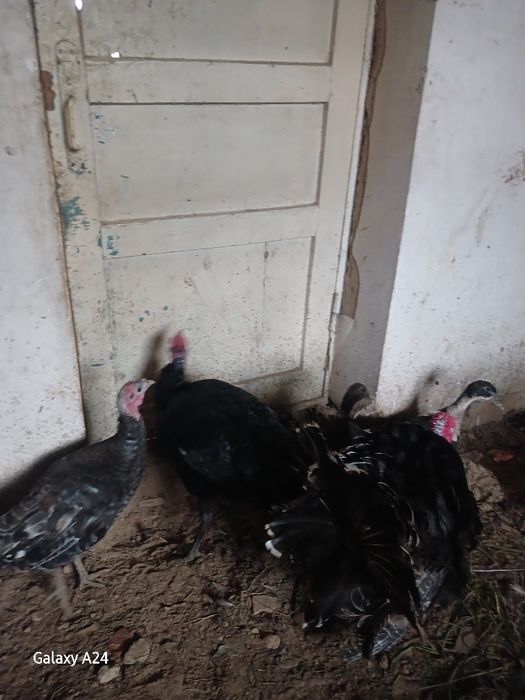 Сотилади Соглом йиб иши зур