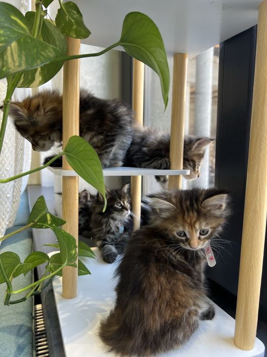 мейн кун sotiladi