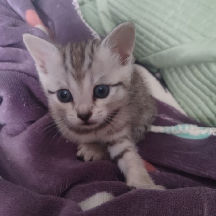 Продам котят породистые