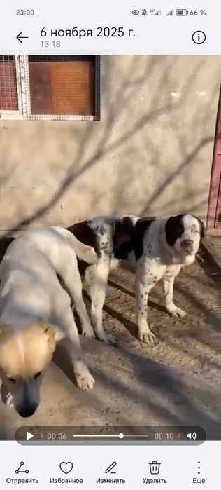 Қарабас немересі