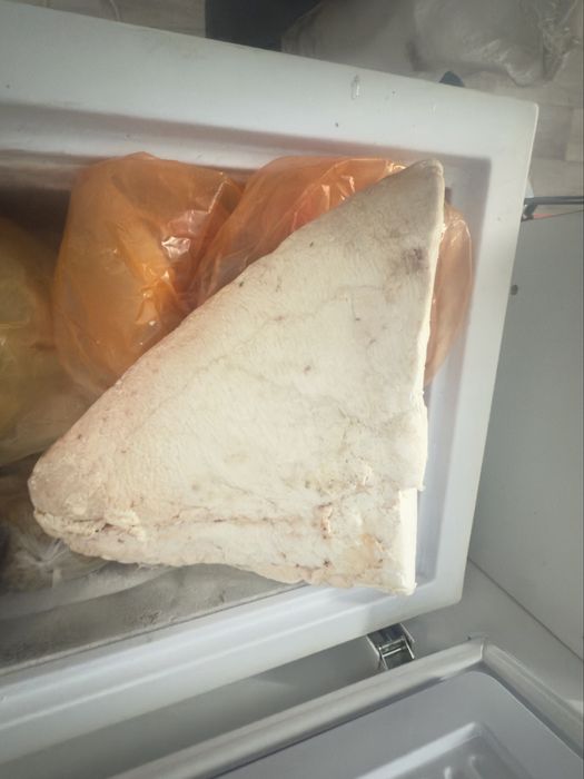 продам горб верблюжий (оркеш)