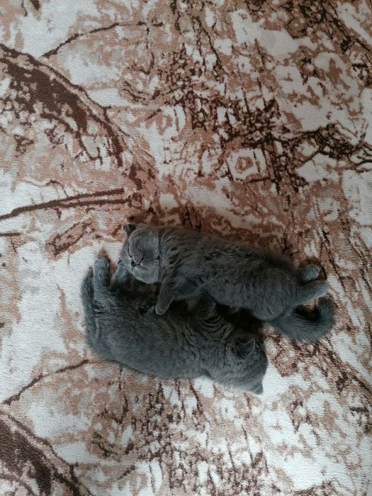 Британско късокосместо котенце