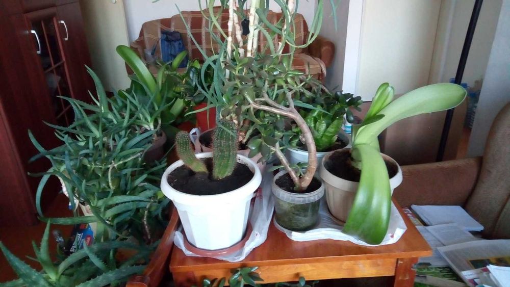 Цветы живые в горшках