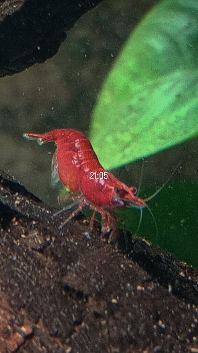 Creveți,moly balon,gupy