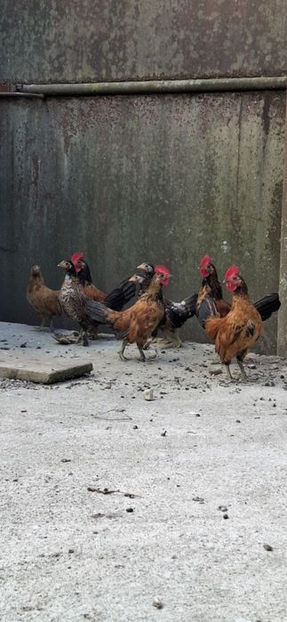 Vând gaini  iopani (aprx. 4 luni)