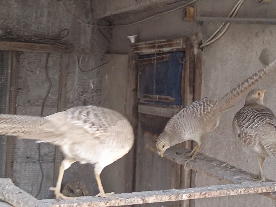 Утки мандаринки .