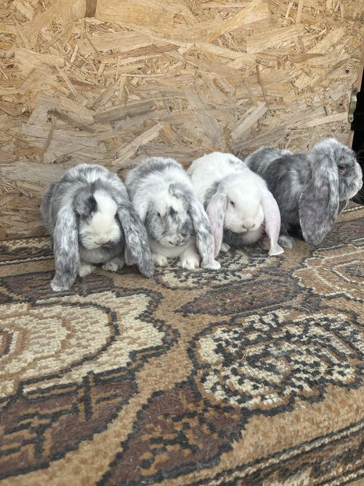 Iepuri berbec german