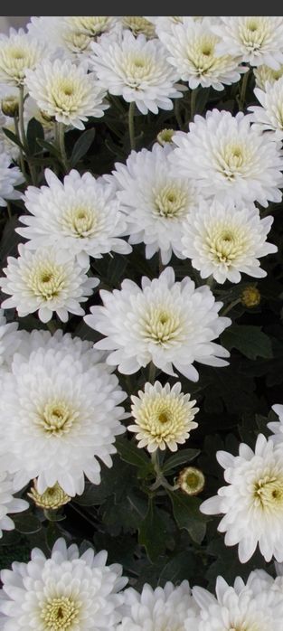 Продам хризантему  и дом цветы