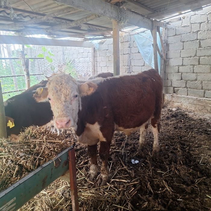 Gereford,Semintal, zotli xukizchalar