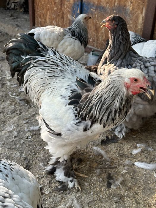 Disponibili cocosi brahma herminat dechis