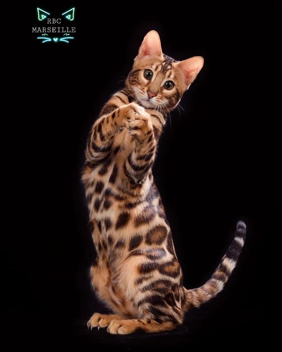 Золотой Бенгальский "ЛЕОПАРД"