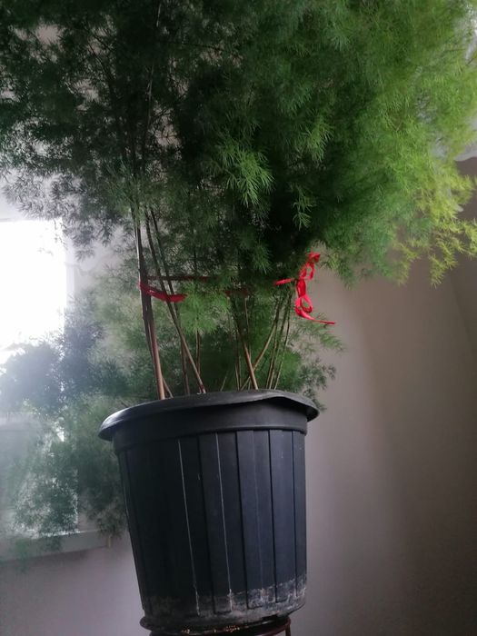 Продам Аспарагус