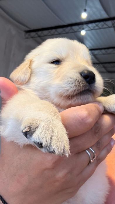 Голдън ретривър момче  и момиче родословен баща