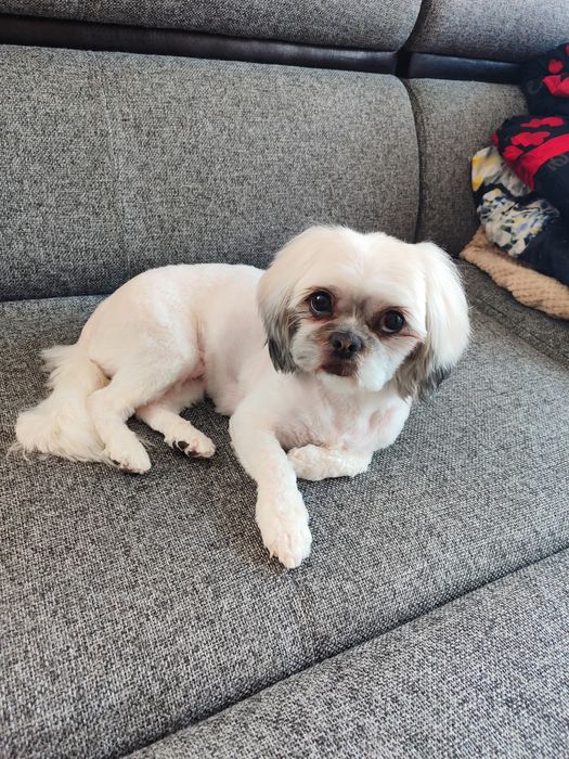 Ши-тцу, девочка 2,5 года ищет пару.