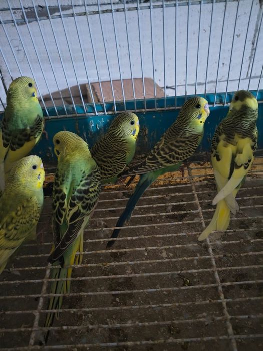 Vând papagali peruși