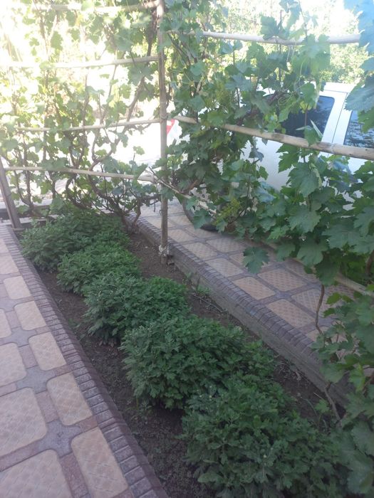 Уй сотилади намунавий жой хумо туйхона ёни