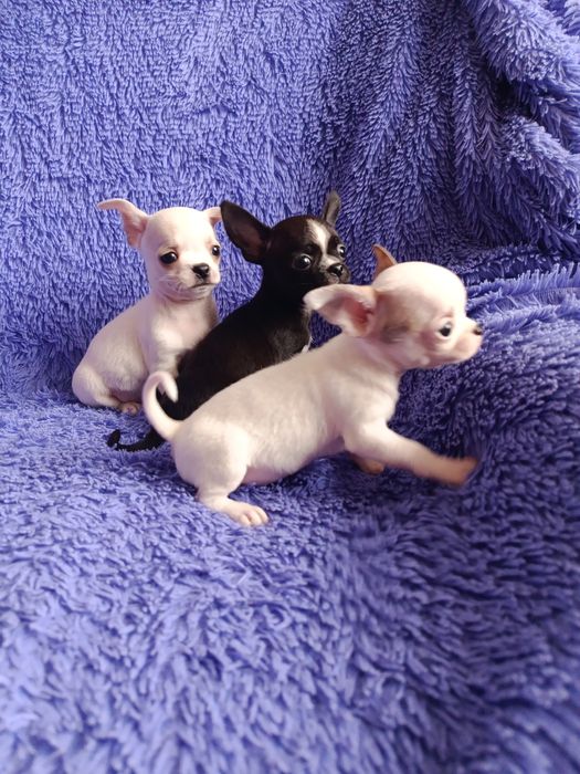 Чихуахуа мини щенки