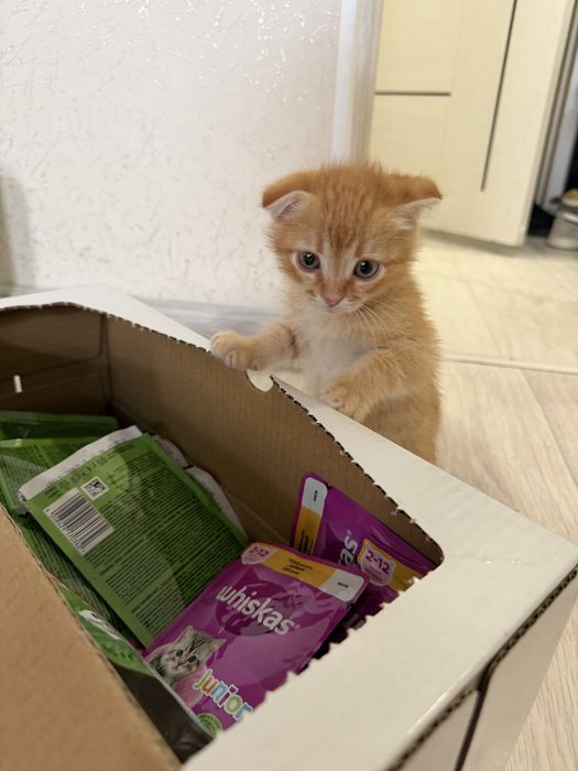 Вислухий Котёнок, 2 месяца