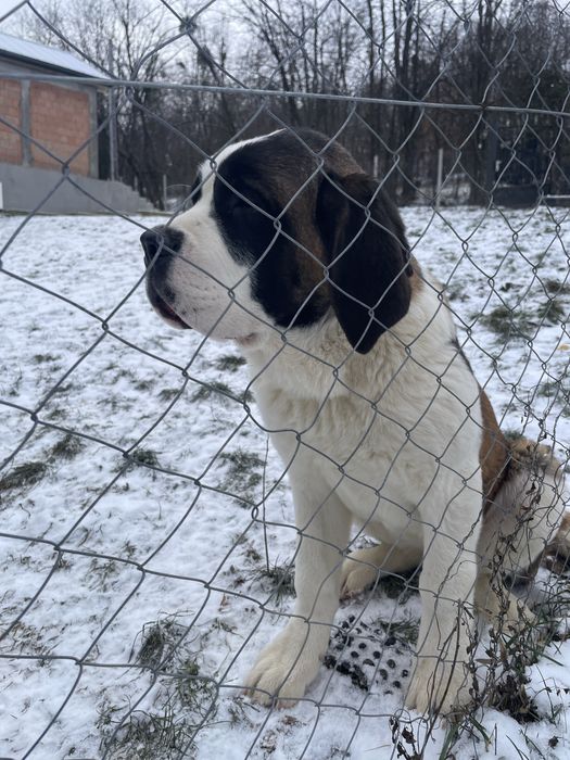 Femela Saint Bernard cu pedigree - par scurt