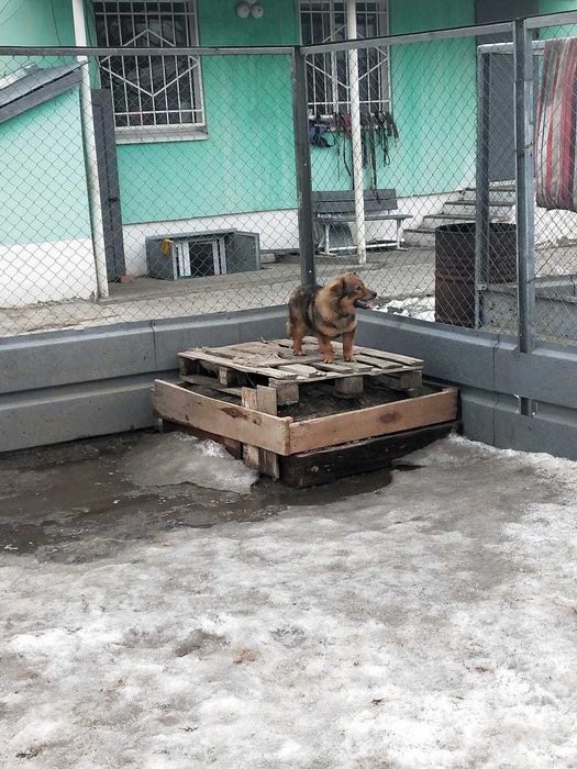 Молодая собачка- девочка ищет хозяина