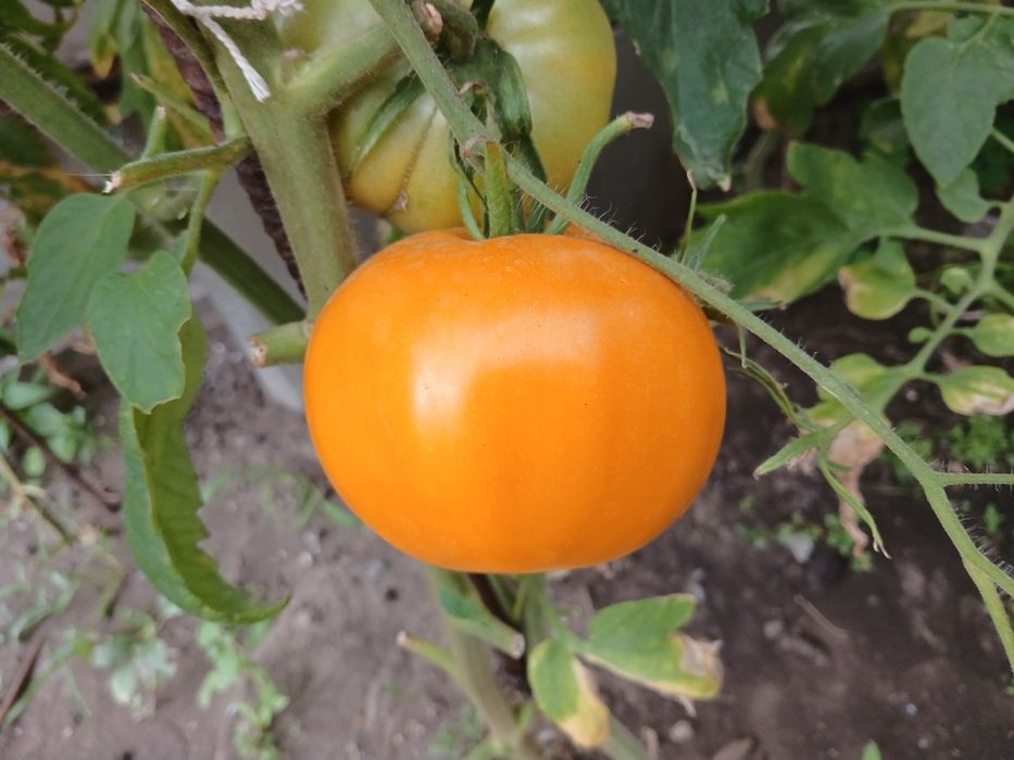 Продам помидоры домашние