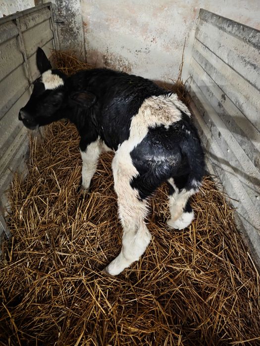 Vand vitei holstein (Bihor)