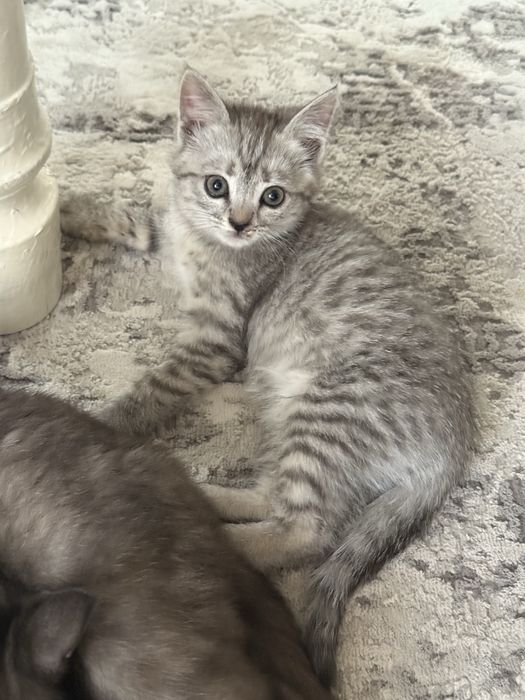 Продам метис котят