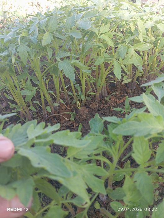 Рассада Помидоры Цветы