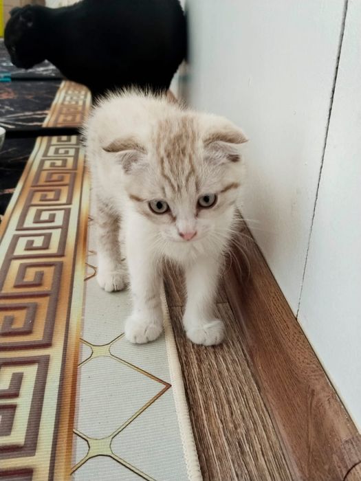 Подорю котят весло ухи